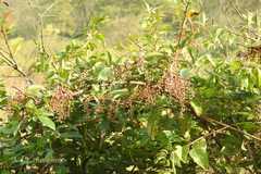 Coriaria napalensis